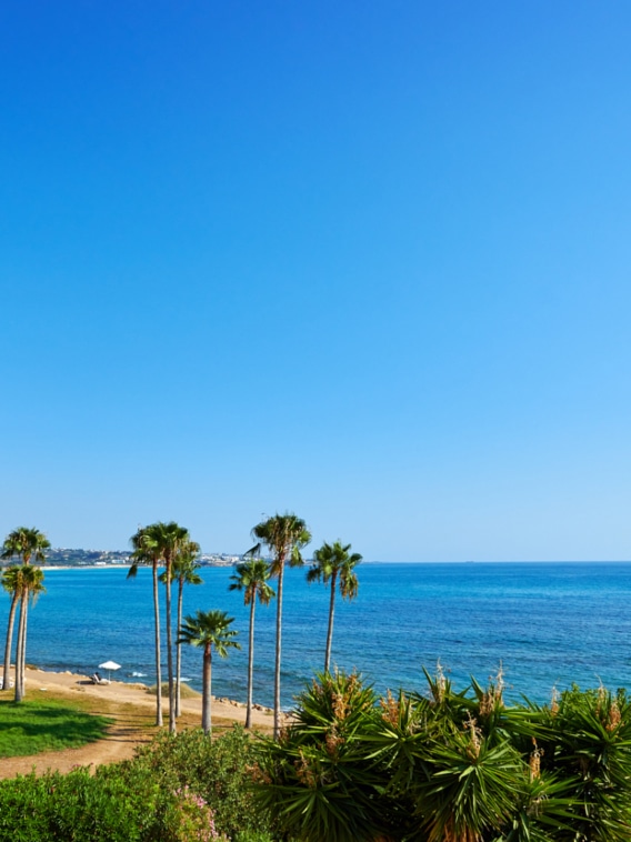 A photo of a landscape, with palm trees and grass by the beach and sea.