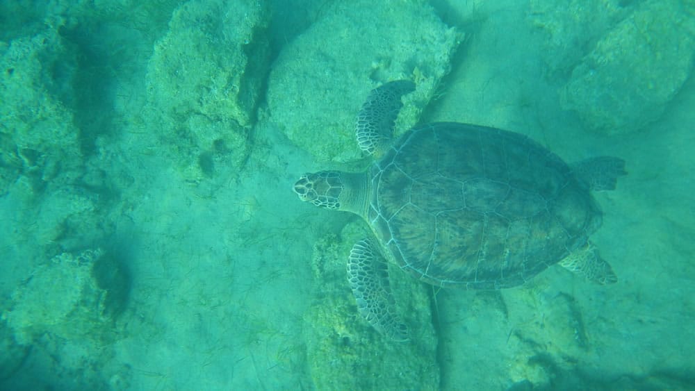A sea turtle swimming under the sea, above some rocks.