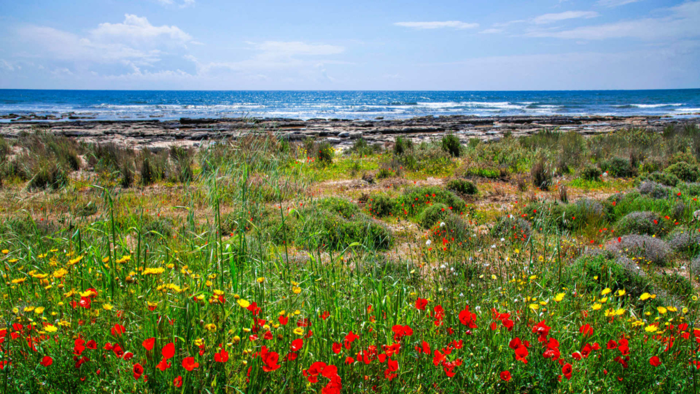 A photo of grass with red and yellow flowers, leading onto a rocky beach. The sea is in the background.