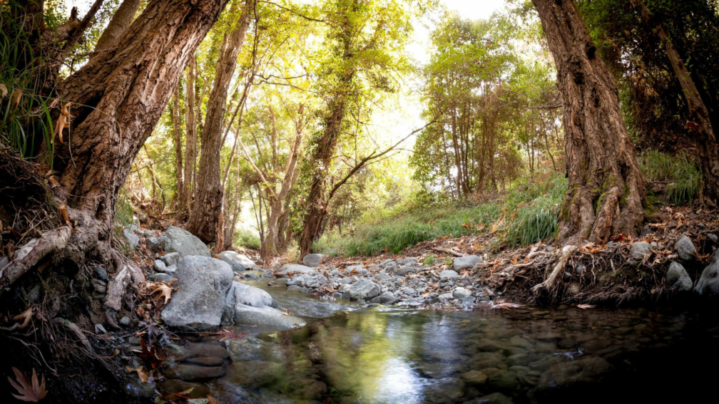 A woodland, with a small river and the sun poking through the trees.