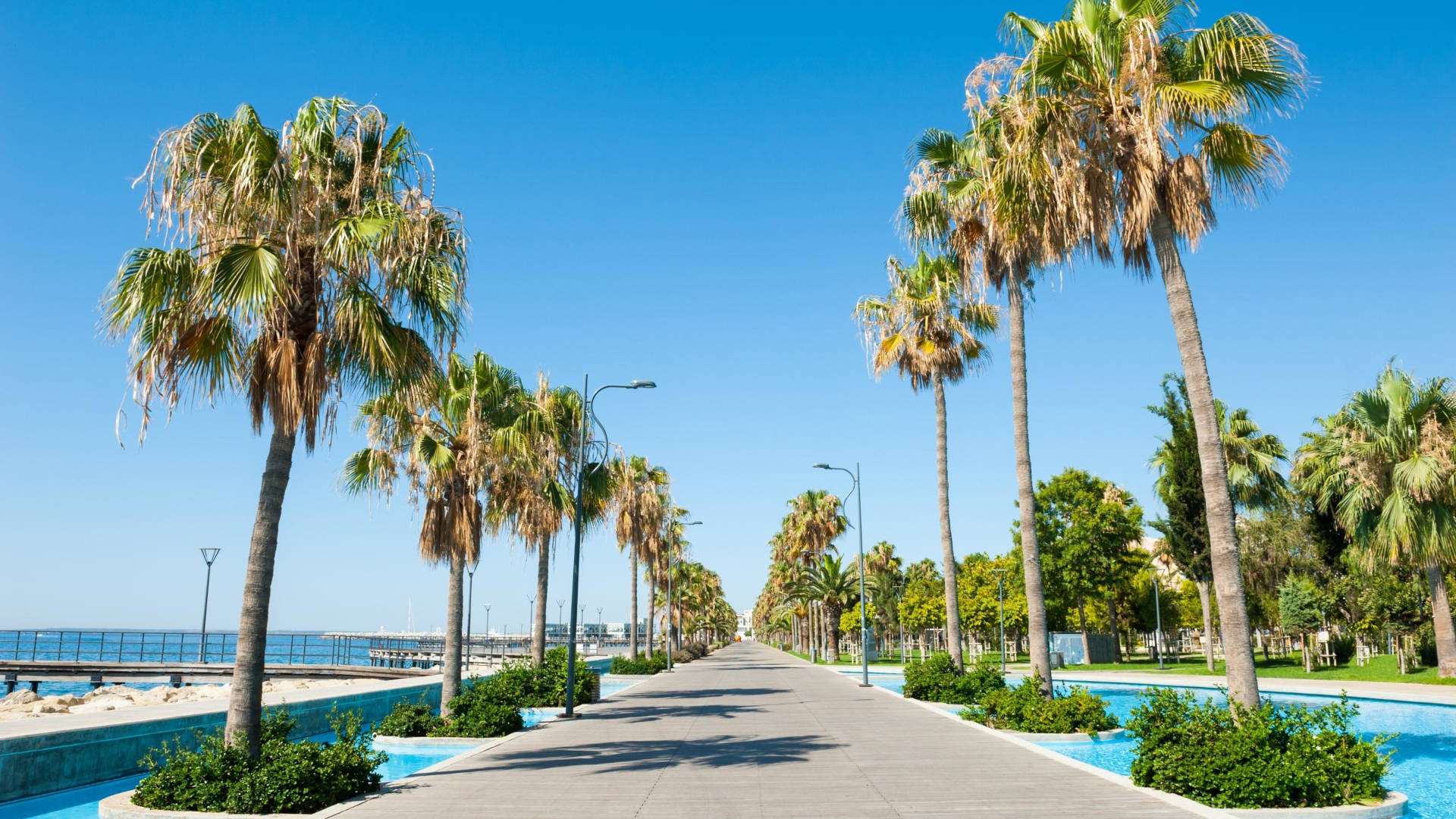 A walkway lined with palm trees. The sea is in the background of one side.