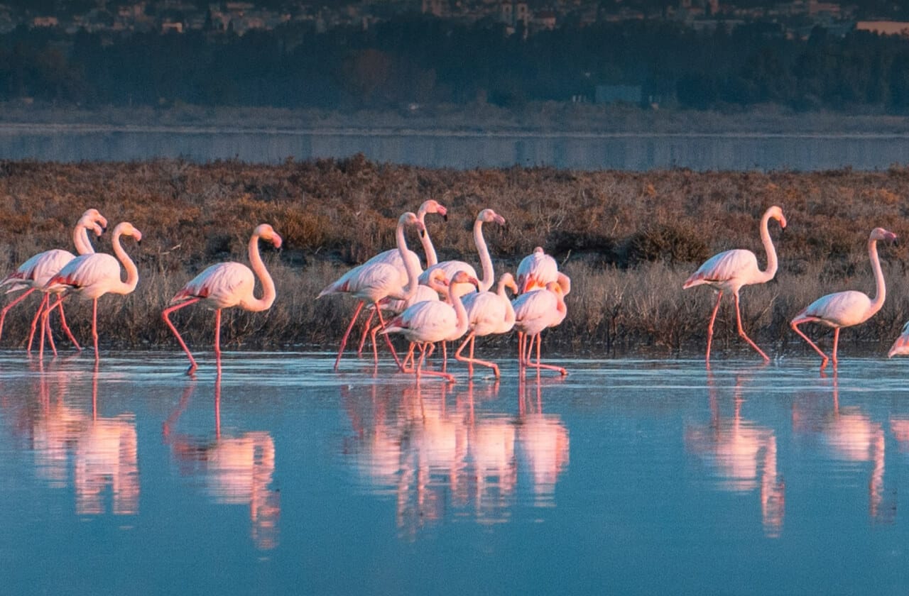 Larnaca